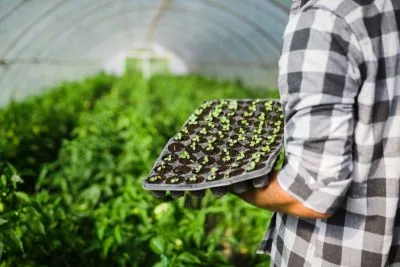 Job offer: Plant Seedling Production Worker - Sint-Oedenrode, Netherlands