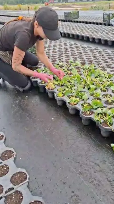 Workplace photo 5 of 9 - Seedling Production Worker – seasonal job