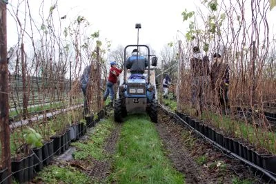 Workplace photo 2 of 14 - Plant Seedling Production Worker