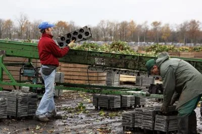 Workplace photo 6 of 14 - Plant Seedling Production Worker