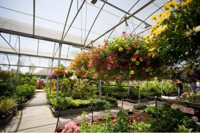 Job offer: Flowers and Shrub Nursery Worker - Baarlo, Netherlands