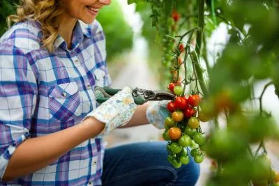 Job offer: Cherry Tomato Harvest Worker - Grubbenworst, Netherlands