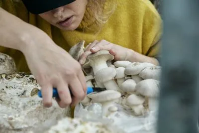 Job offer: Mushroom picker - Velddriel, Netherlands