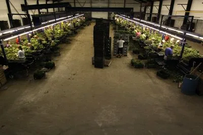 Workplace photo 5 of 14 - Plant Seedling Production Worker