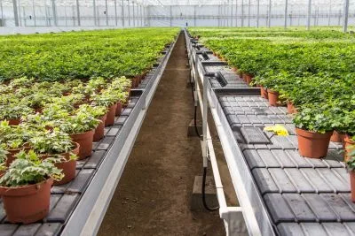 Job offer: Ornamental plant nursery worker - Ell, Netherlands