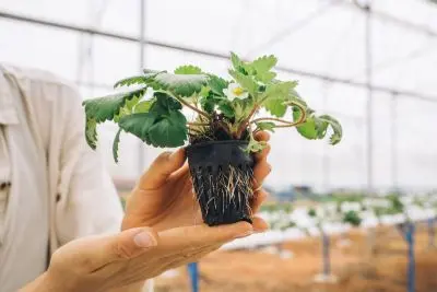 Job offer: Strawberry Plant Sorting Worker - Uden, Netherlands