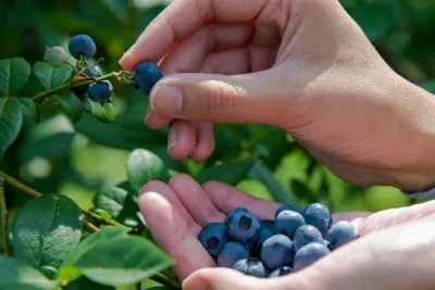 Job offer: Harvest Worker, Blueberry Picking - Kobylanka, Poland