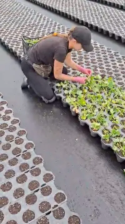 Workplace photo 2 of 9 - Seedling Production Worker – seasonal job