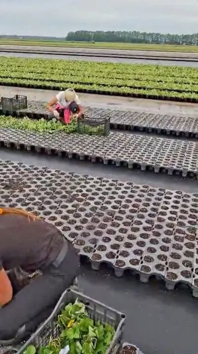 Workplace photo 8 of 9 - Seedling Production Worker – seasonal job