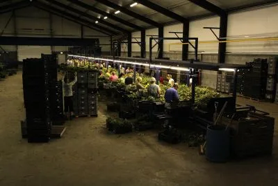 Workplace photo 4 of 14 - Plant Seedling Production Worker