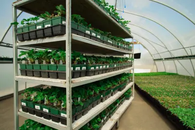 Job offer: Seedling Production Worker – seasonal job - America, Netherlands