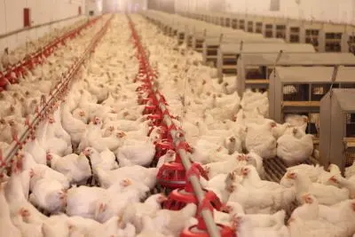 Job vacancy: Chicken Vaccination Worker in Haler, Netherlands